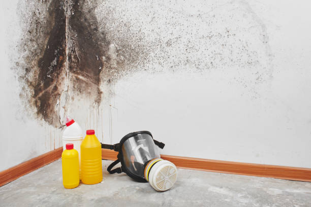 Biohazard Mold Removal in Munday, TX